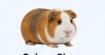 Guinea pig