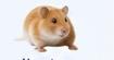 Hamster laboratory animal
