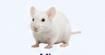 Laboratory mouse
