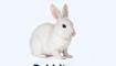 Laboratory rabbit