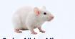Swiss albino mice